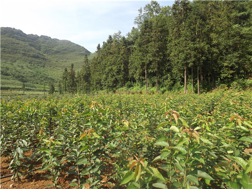 贵州信信生态农业发展有限责任公司