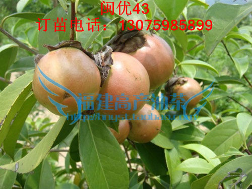 林业局指定福建高...