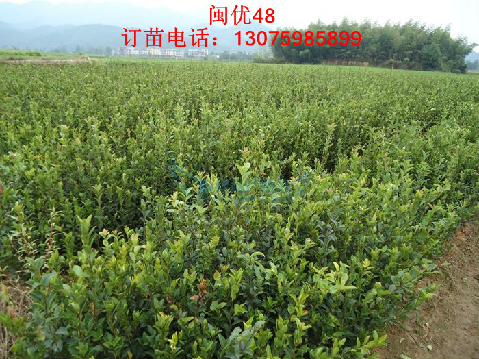 漳州高产油茶苗种植基地_油茶苗供货价_漳州油茶苗供应商