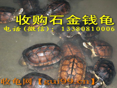 长期收购越南种石金钱龟