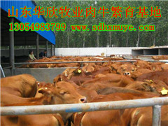 肉牛的养殖技术， 肉牛饲料，肉牛的市场行情
