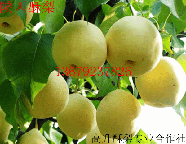 陕西贡梨