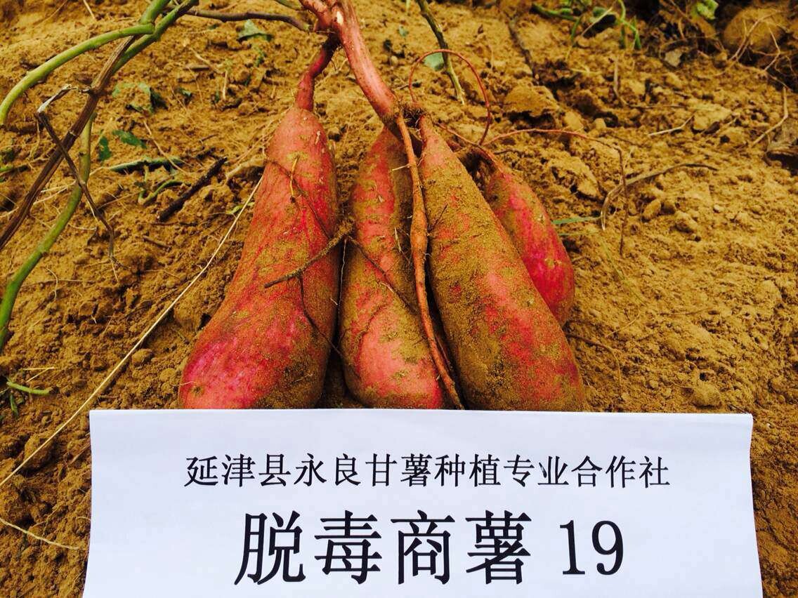 延津永良甘薯种植专业合作社现大量供应商薯19