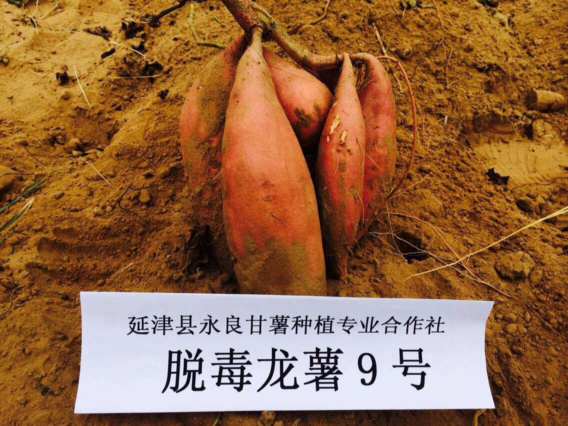 新乡延津大量供应...