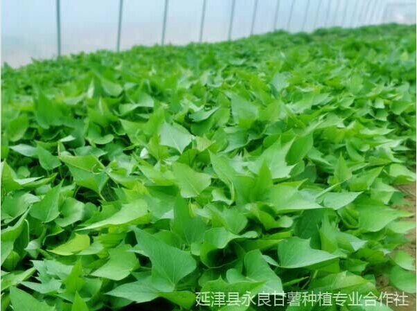 延津永良甘薯现大...