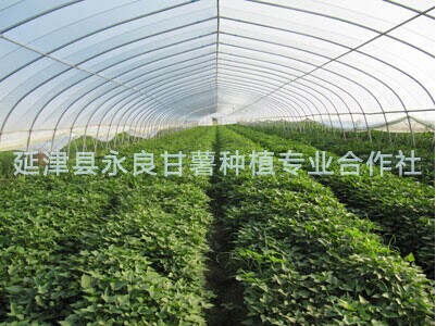 新乡延津大量供应...