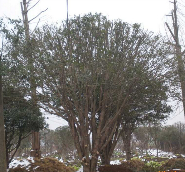 桂花树