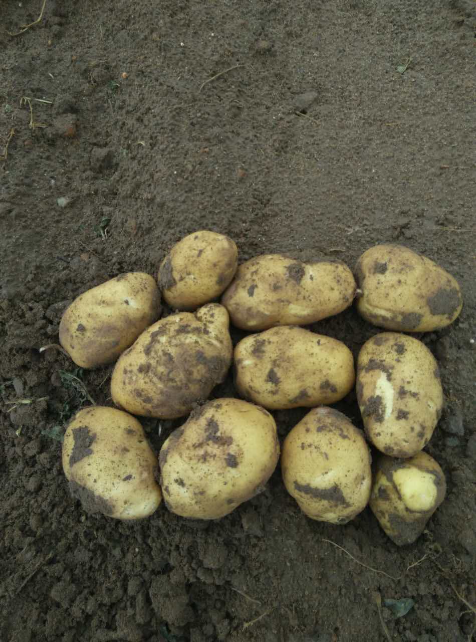 大量土豆现货供应