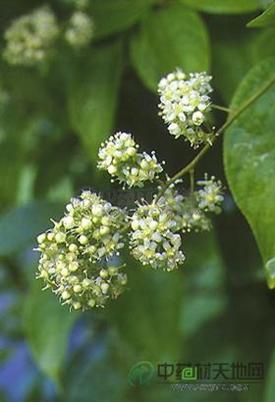 震龙根,蒸龙草,水莽子,水莽兜,大茶叶,水莽,黄藤草,红柴根,菜虫药,黄药,水脑子根,南蛇根,三棱花,早禾花,红紫根,黄腊藤,水莽草,红药,山砒霜,黄藤木