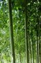 毛白杨、新品种毛...