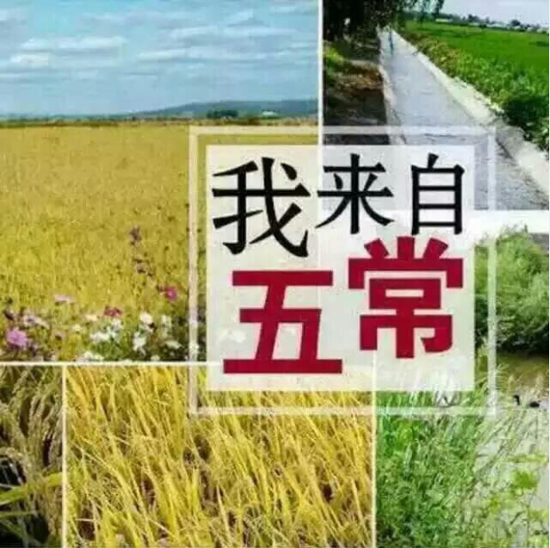 五常百分之百纯正稻花香大米