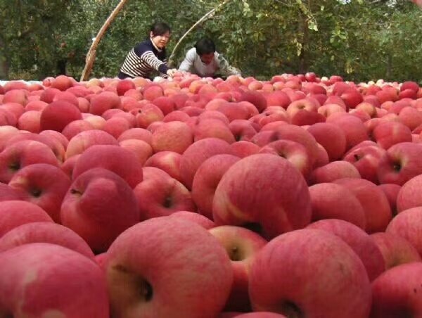 马栏红苹果