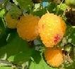大果双季黄树莓