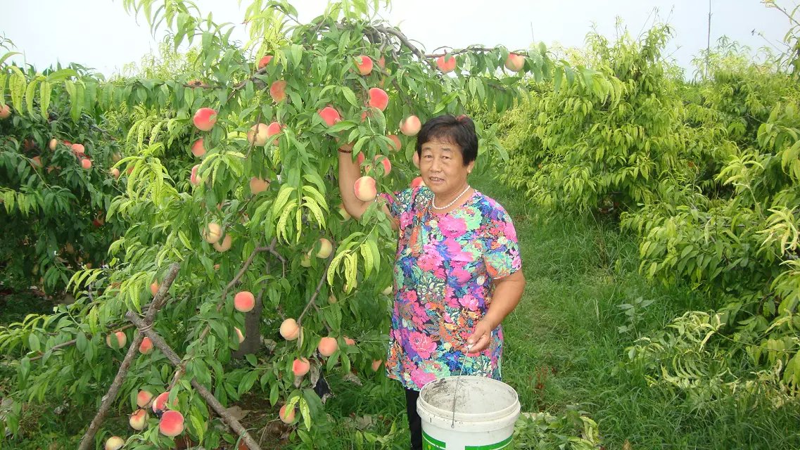 景州蜜桃桃树苗——景县金栋蜜桃种植农民专业合作社