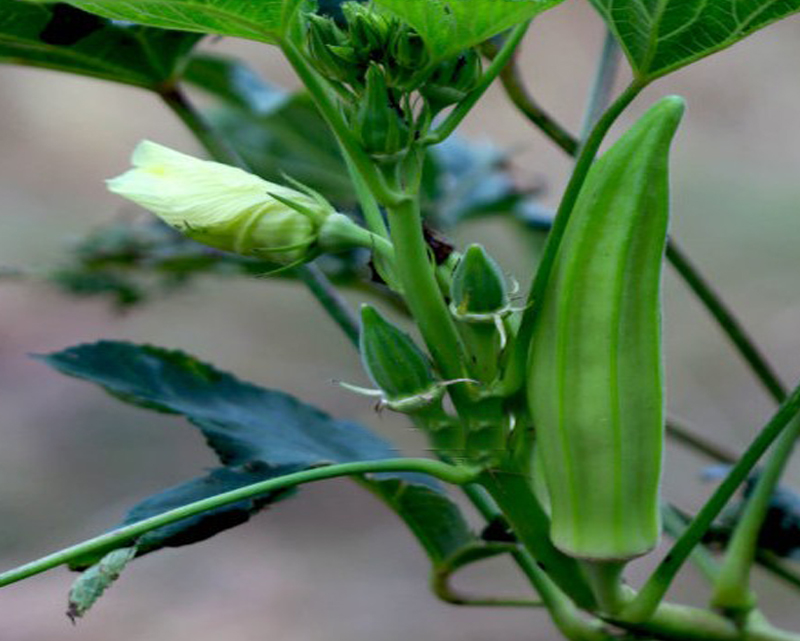 绿秋葵——宝坻高明蔬菜种植合作社