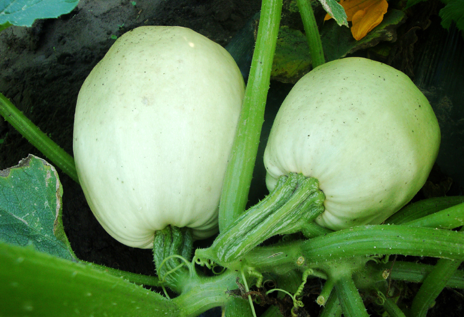 金丝瓜——宝坻高明蔬菜种植合作社