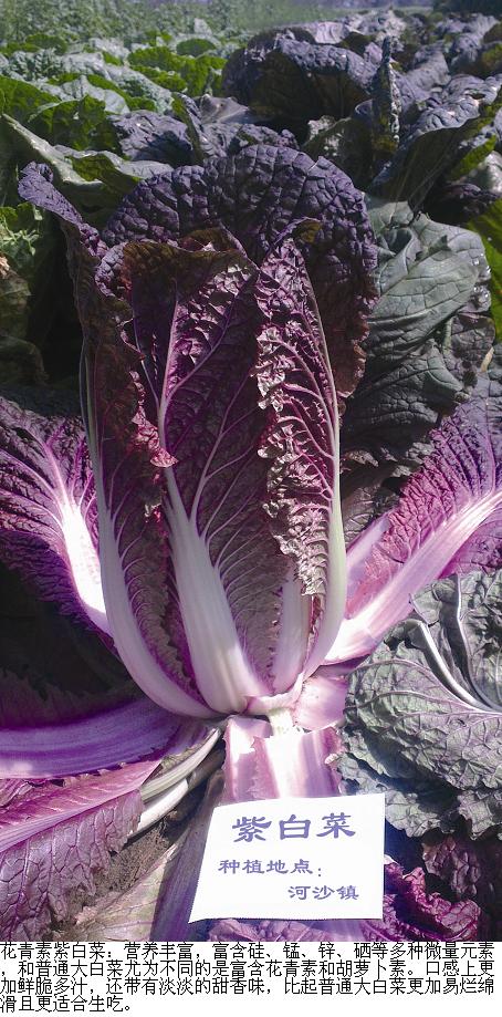 花青素紫白菜